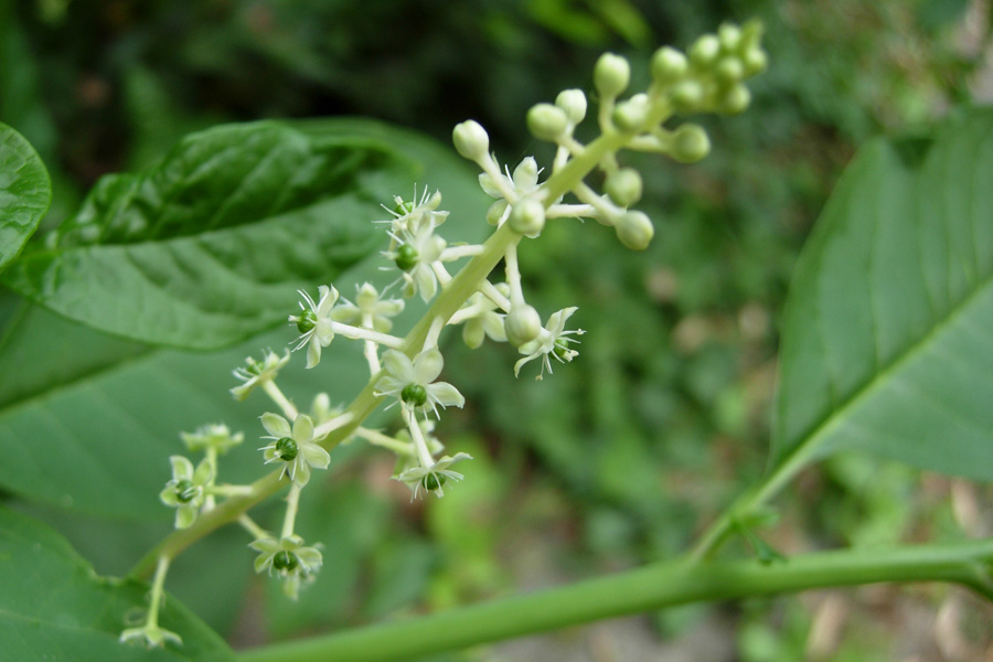 Phytolacca americana / Fitolacca, Cremesina, Uva-turca